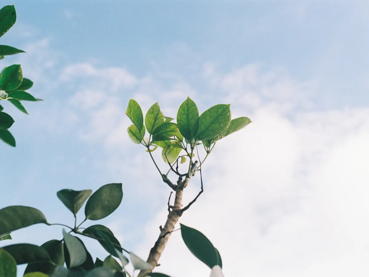 Tree branch with fresh green leaves against a bright sky